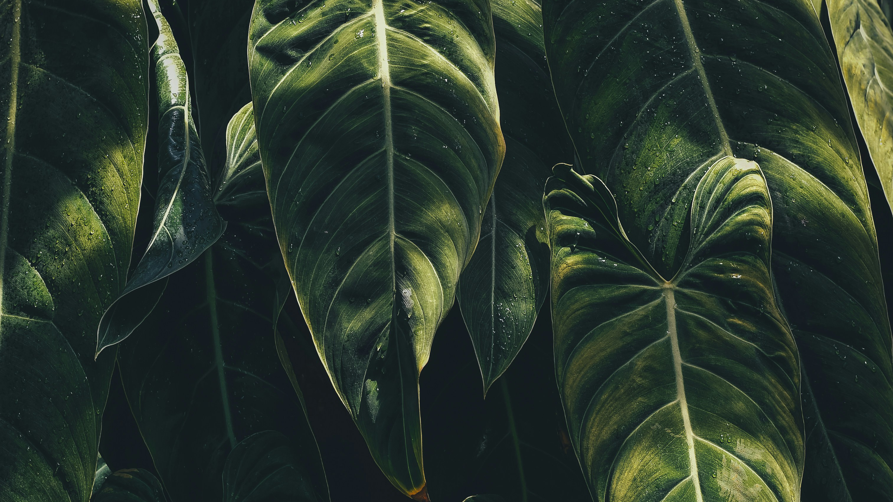 Use Plants as Air Purifiers and Improve Indoor Air Quality