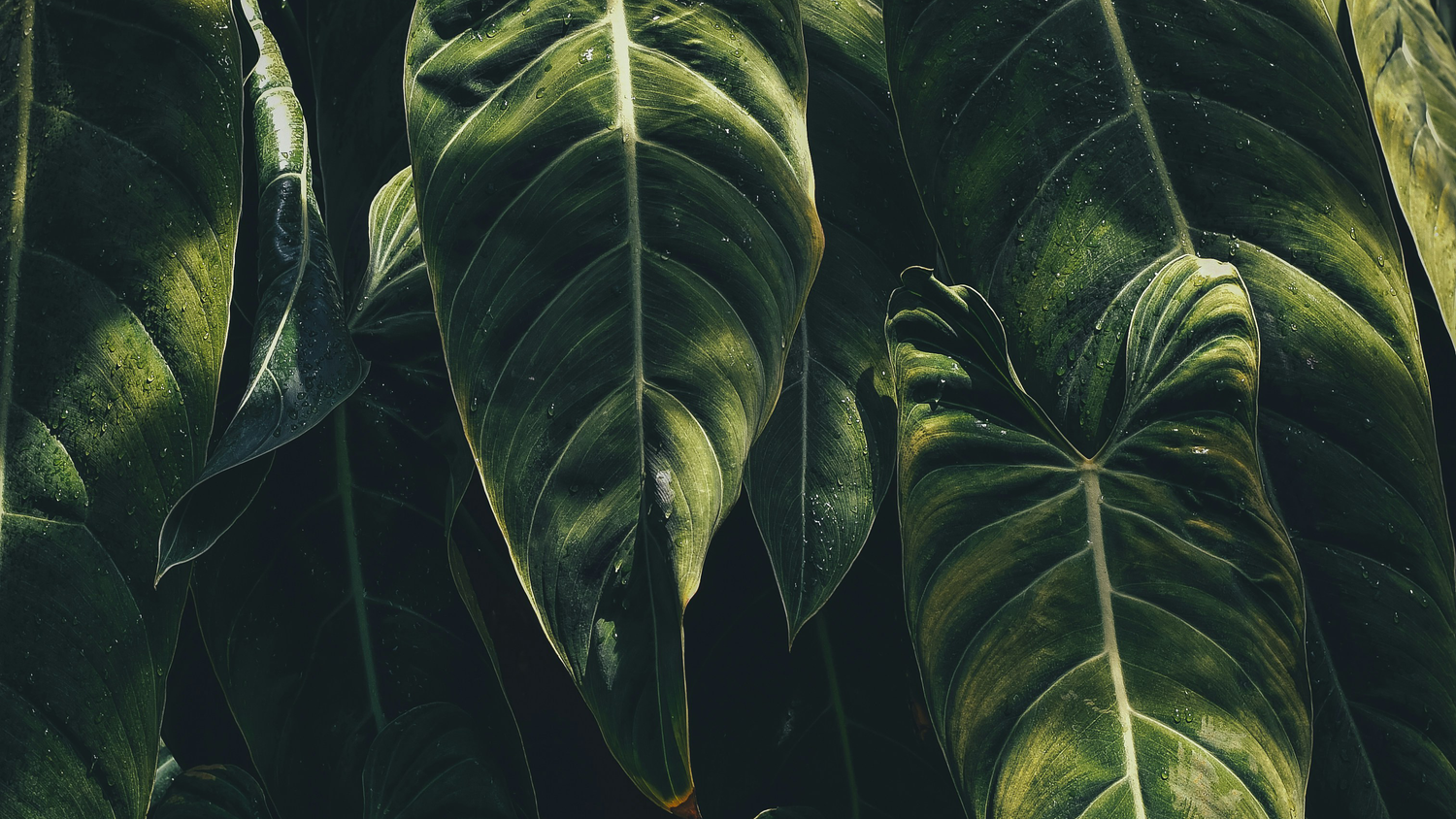 Use Plants as Air Purifiers and Improve Indoor Air Quality